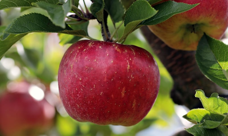 Healthy Apple